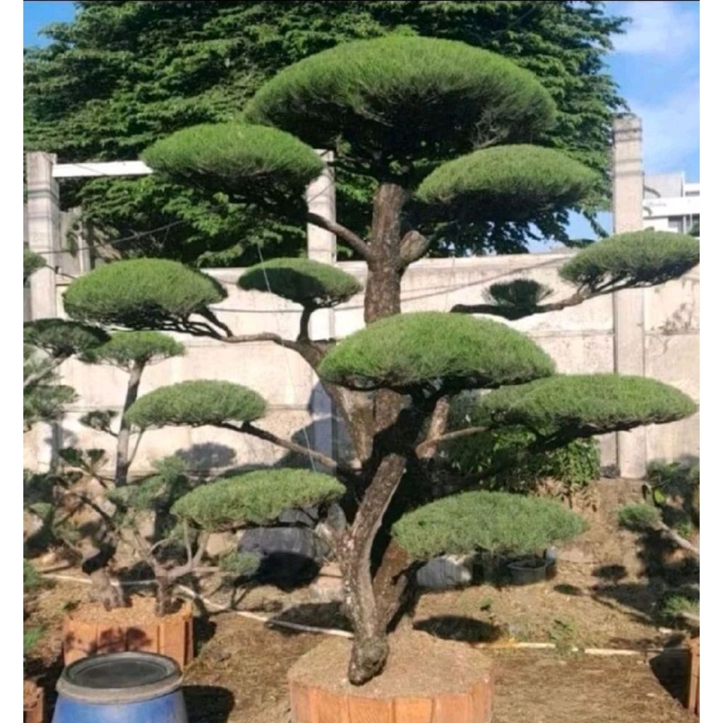 Tanaman Cemara Udang - Daun Rimbun, Tahan Panas, Cocok untuk Bonsai