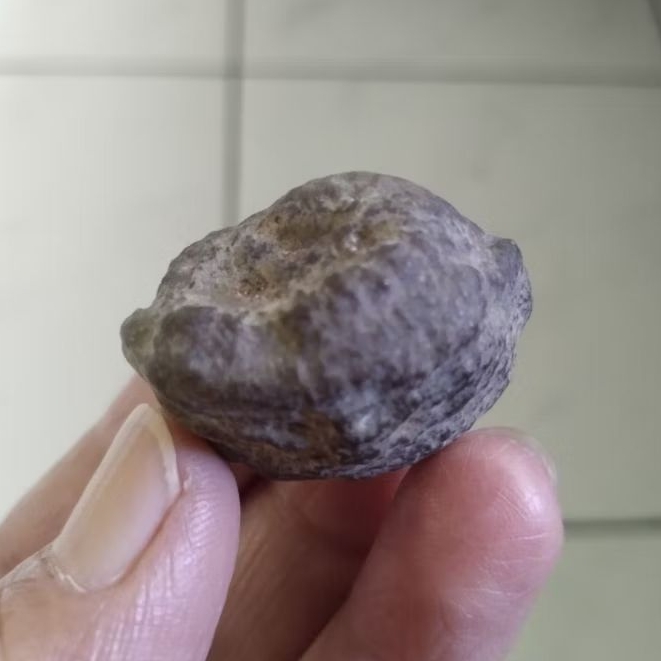 Kemiri Adu Muncang Adu Obral Jayanti Milenial Petot Penyok Tua Jatuhan