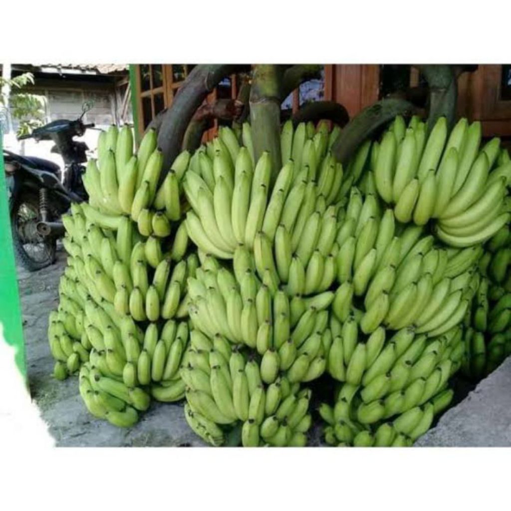 Pisang Ambon Hijau Jumbo 1 Tandan Mentah