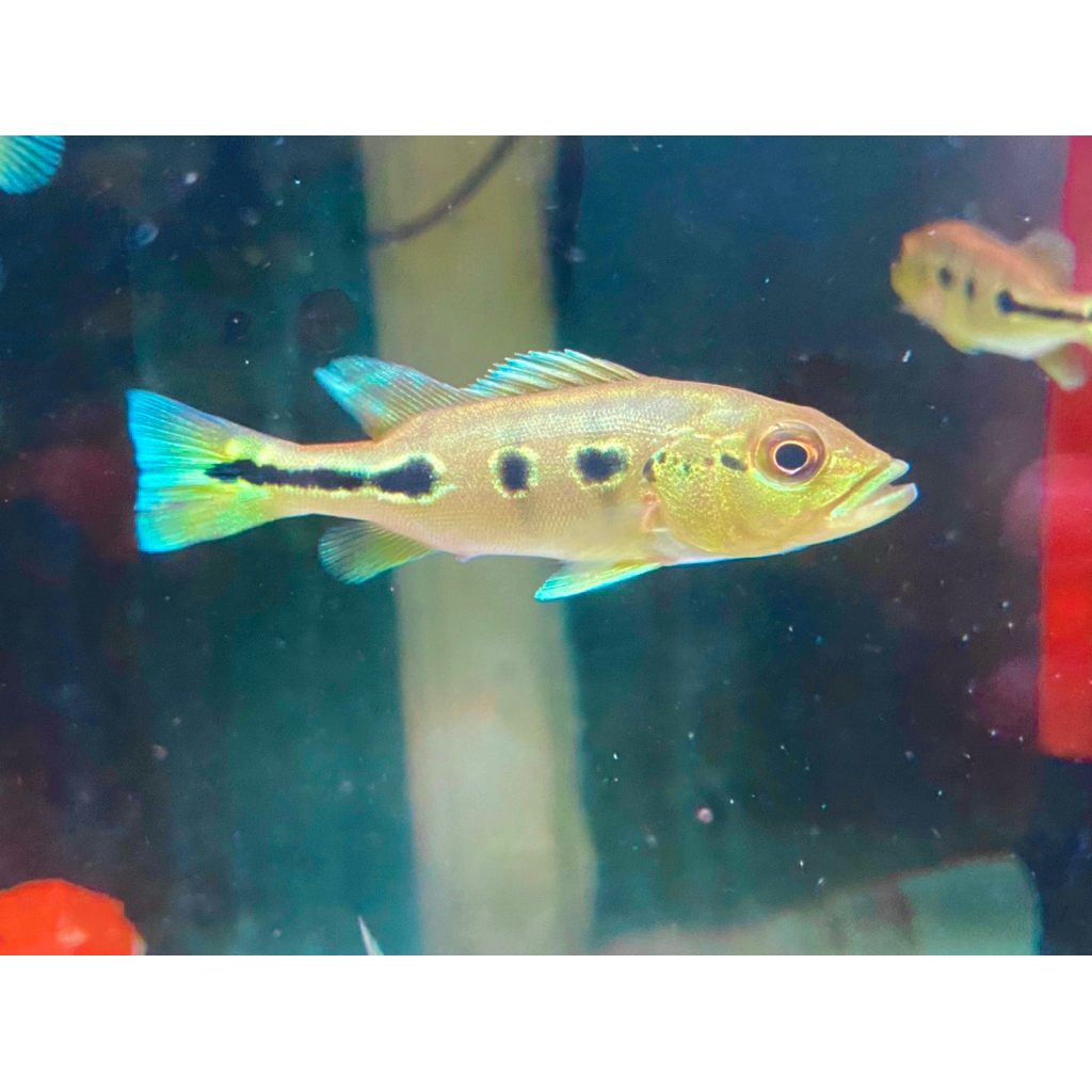 ikan pbas orinoco 3spot ukuran 8cm