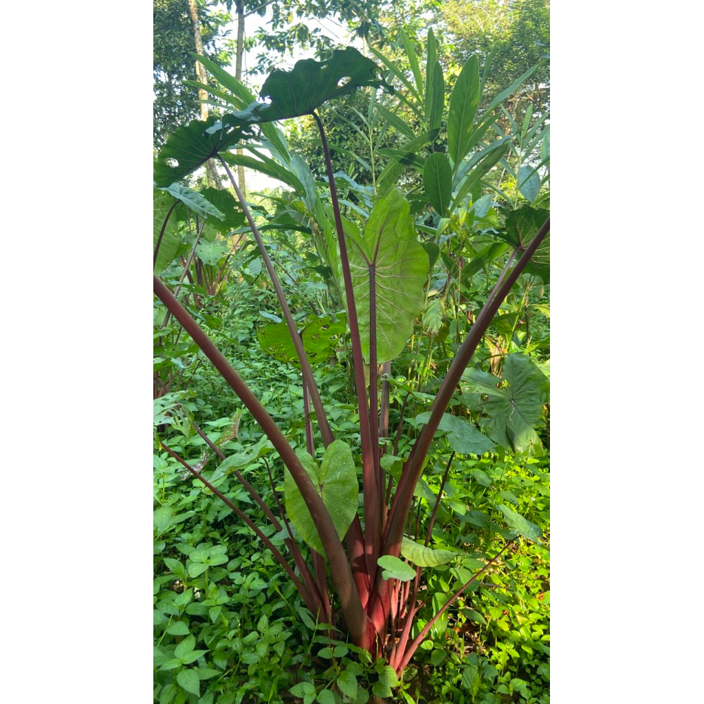 Daun lompong, daun dan batang talas, daun talas papu