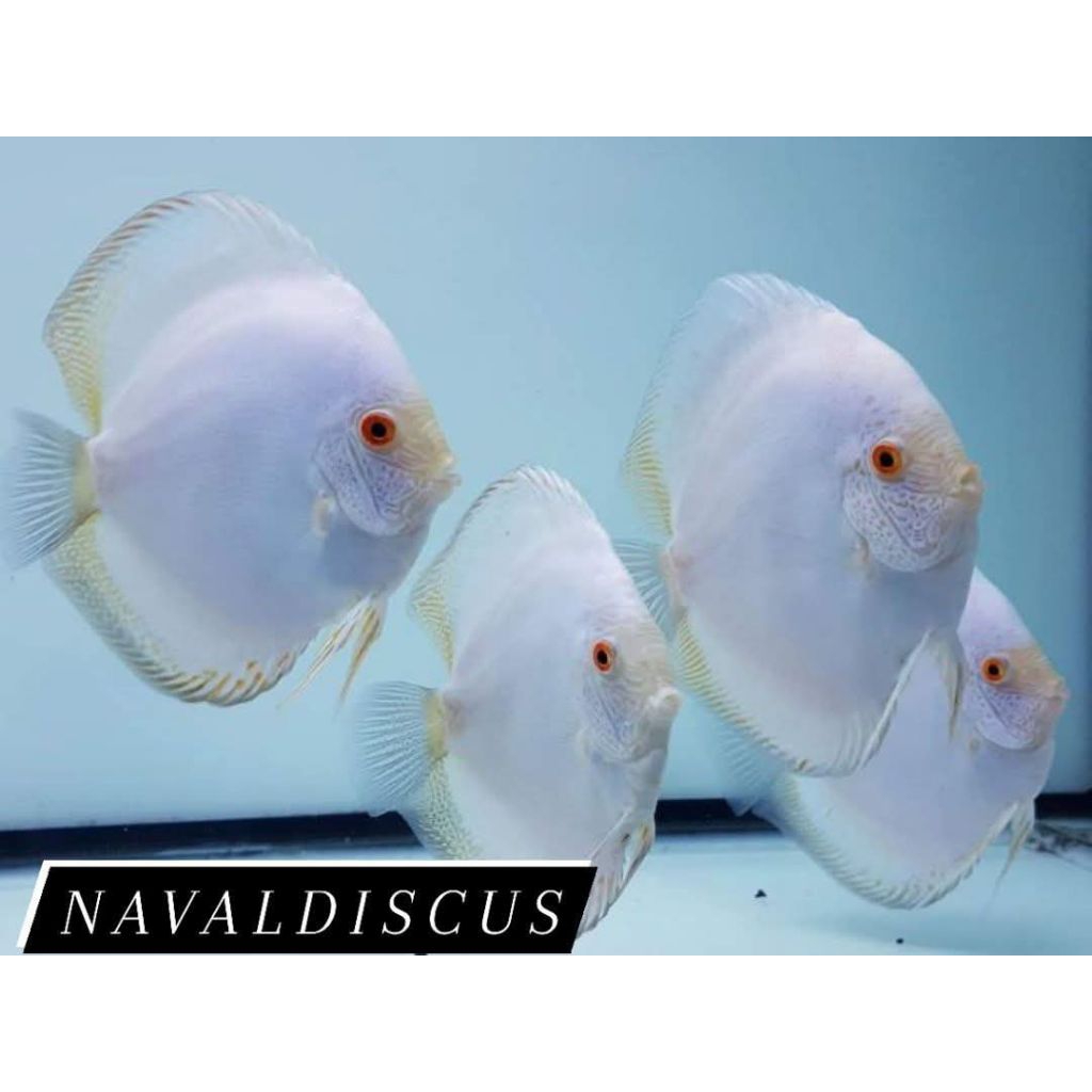 Discus aquascape white butterfly ikan hiasa aquarium