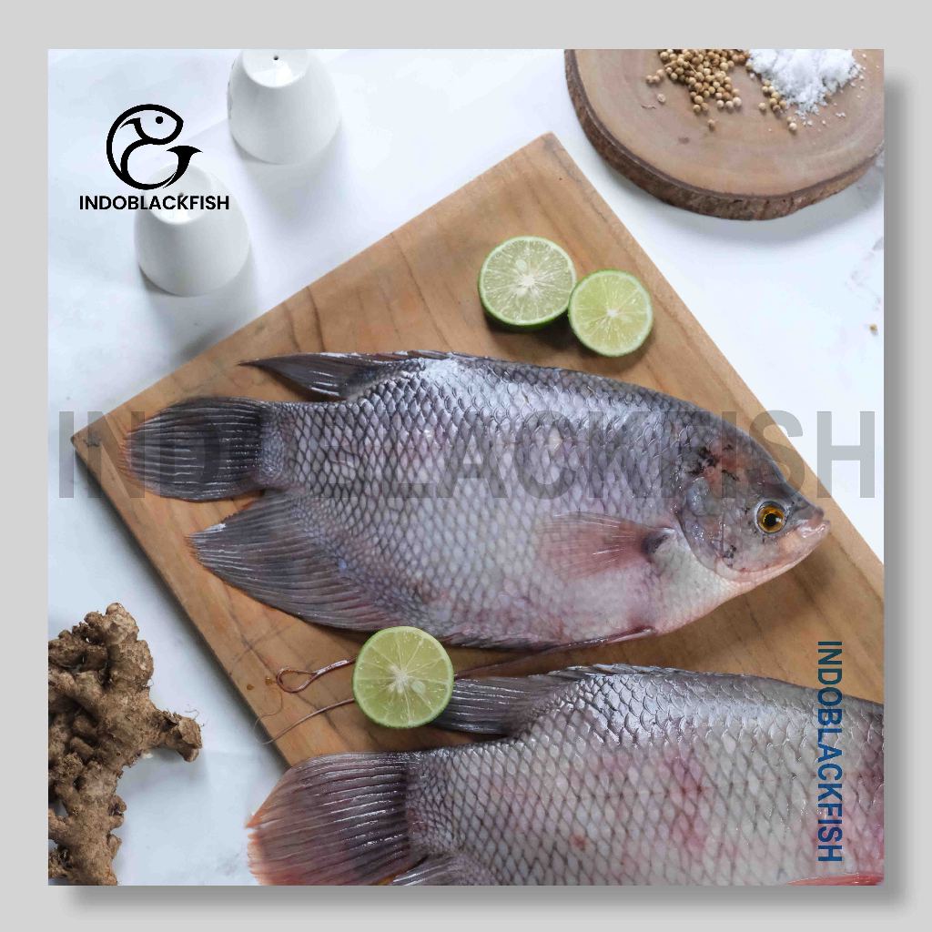 Ikan Gurame - Ikan Gurami Segar Bersih - Gurami Freshly Frozen
