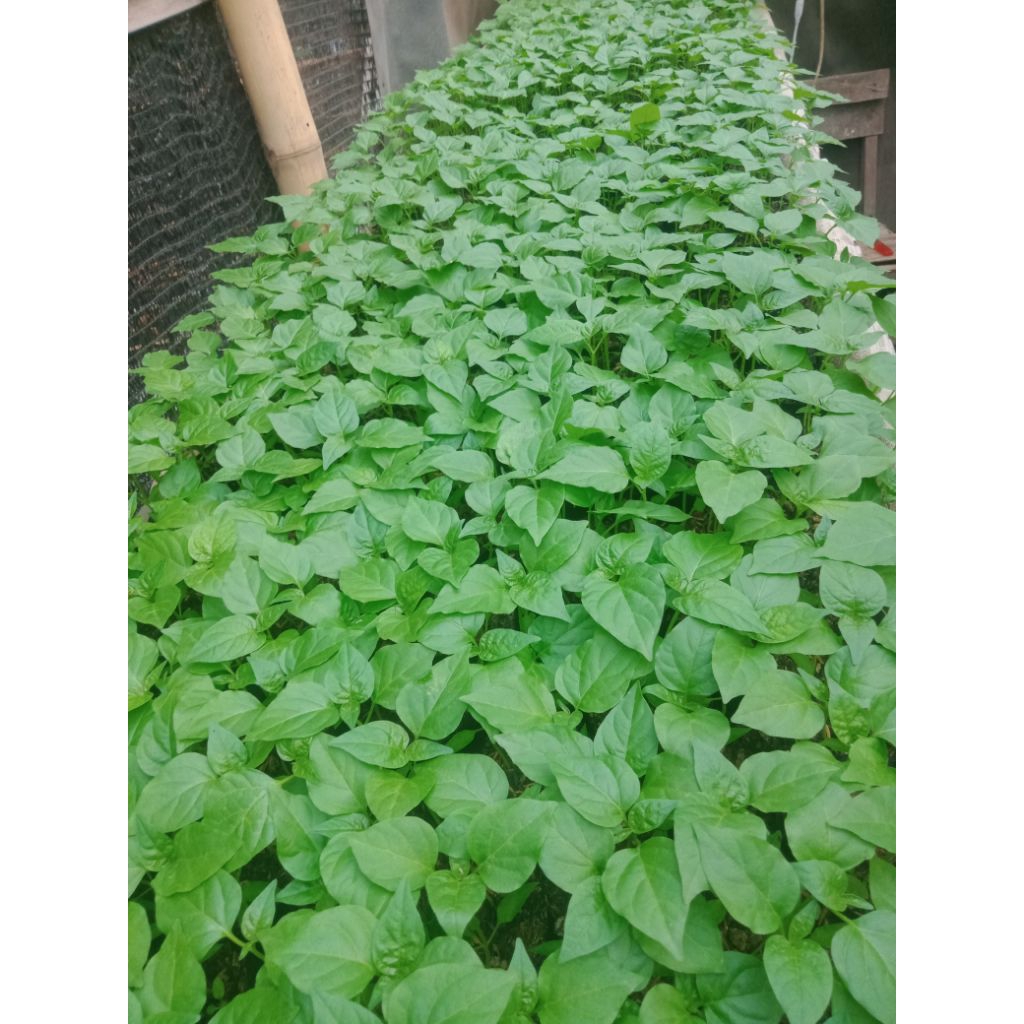 bibit cabe rawit ORI 212 siap tanam