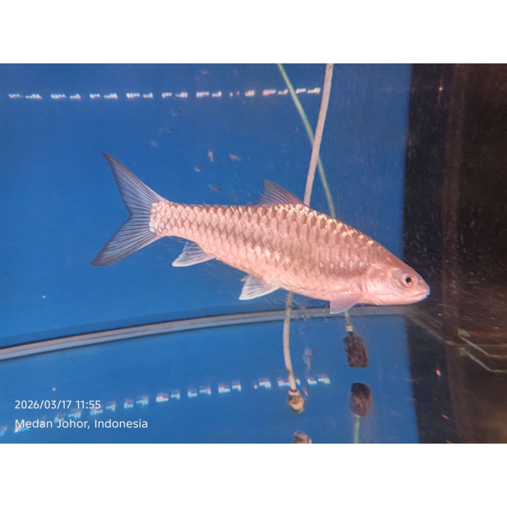 IKAN BLUE MASHEER NEO BAOSHAN SIZE 22CM-25CM