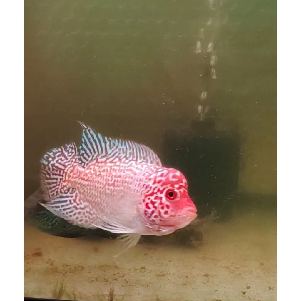 ikan lohan gb cencu 9cm+ full mutiara ekor lebar croshead