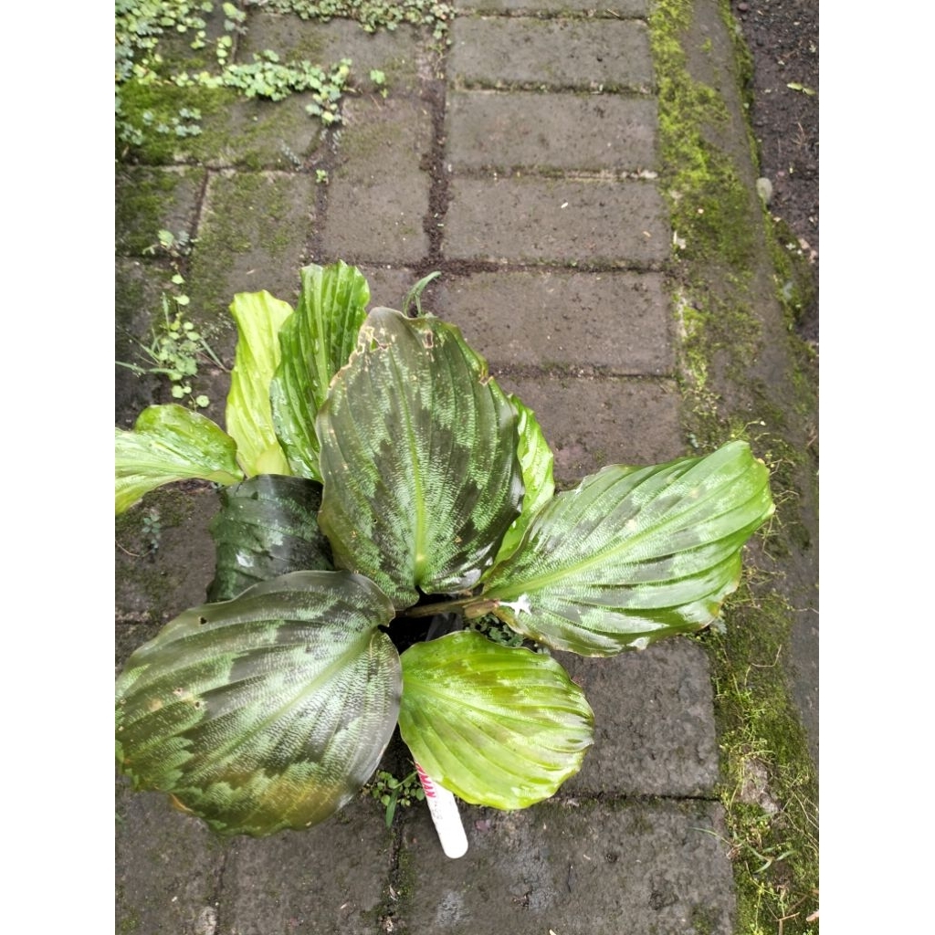 Bunga Calathea Kencur Hitam
