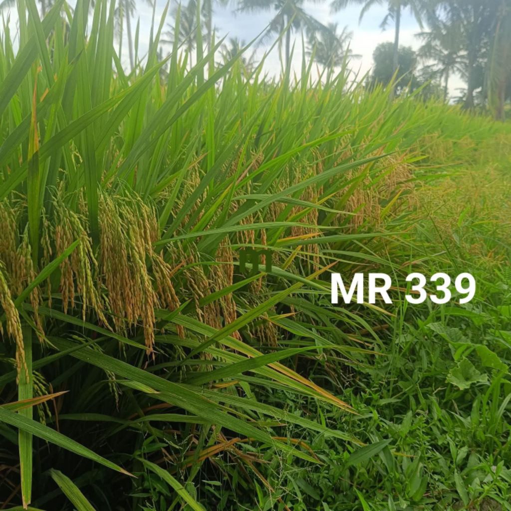 Bibit padi jenis mr 339 terbaru original 5 kg