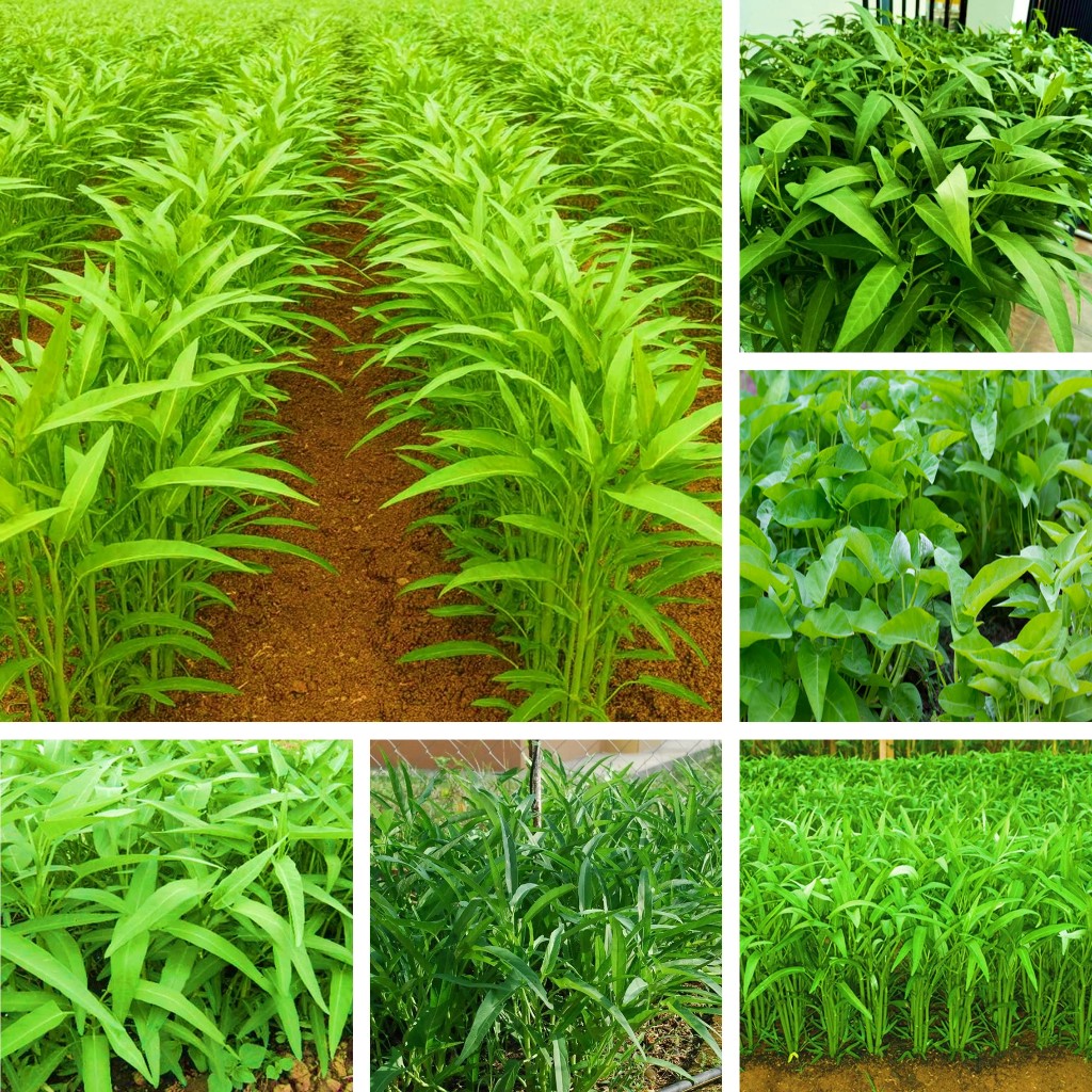 ANEKA - Benih Kangkung Super Bibit Tanaman Sayuran Hidroponik Unggul