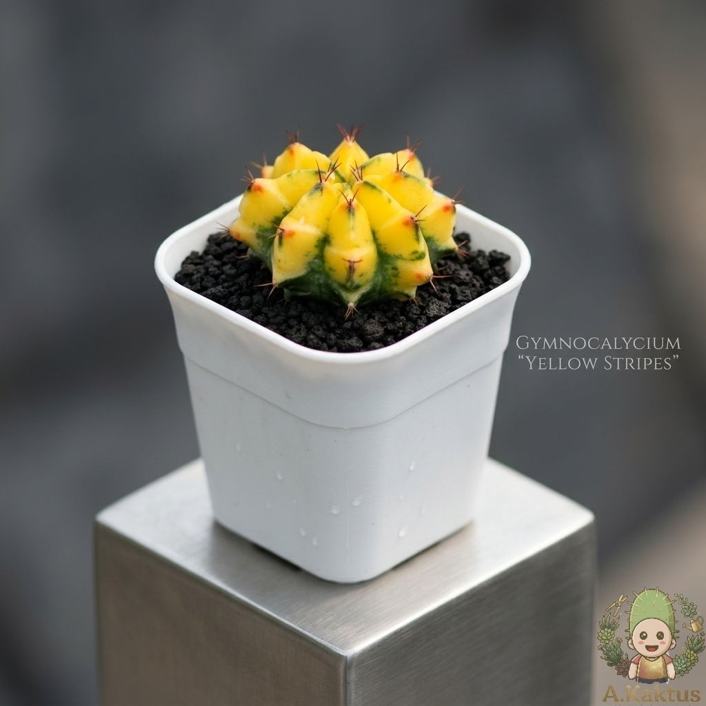 kaktus mini gymnocallycium mihanovichii "yellow stripes" || gymno || miha ||