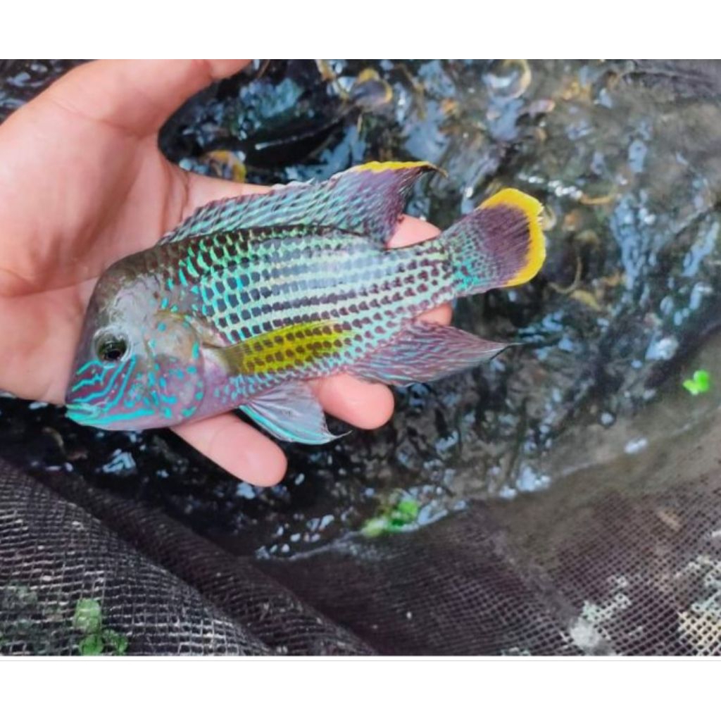 Green terror cichlid UK 4jari