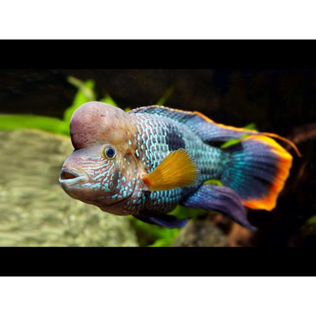 Green terror cichlid golsom jumbo jantan