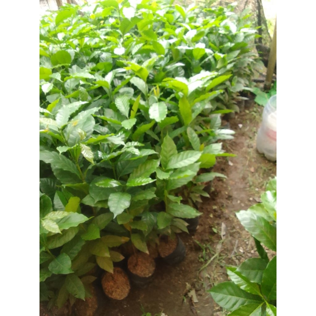 Bibit kopi unggul