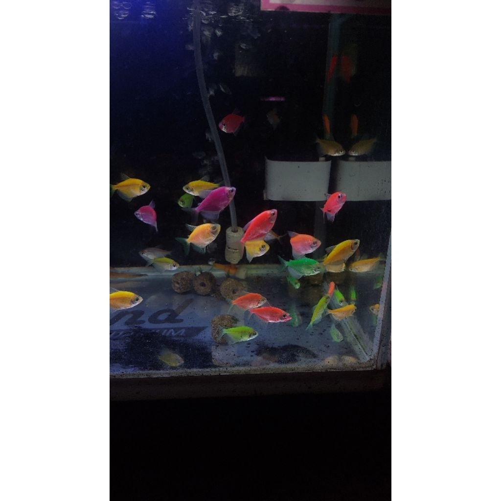 Ikan hias glofish warna warni