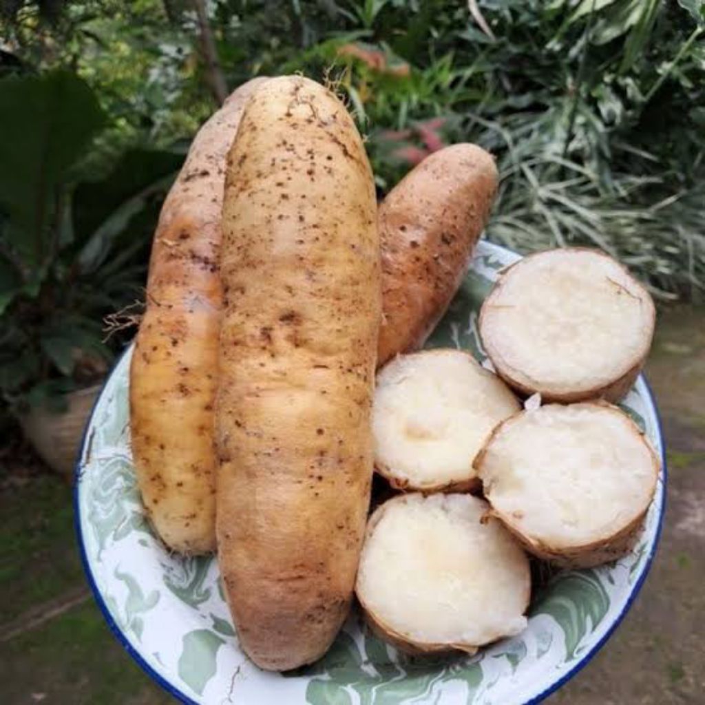 Promo Umbi Gembili