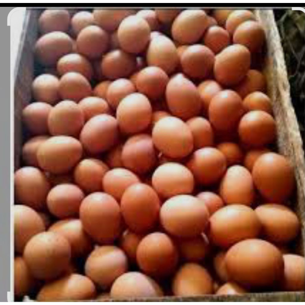 telur ayam negri per 1kg (Pekalongan)