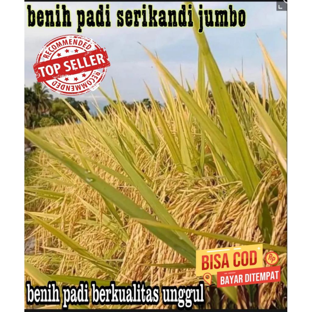 benih padi srikandi jumbo (5kg)