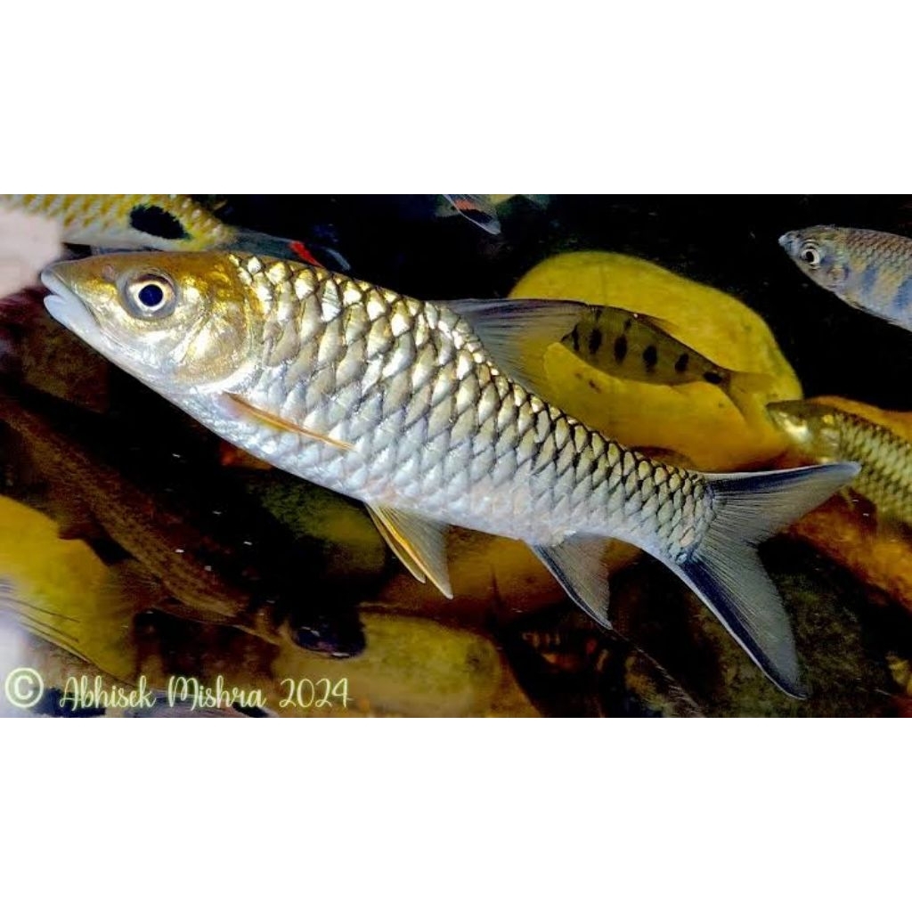 Tor Malabar India Blue Mahseer