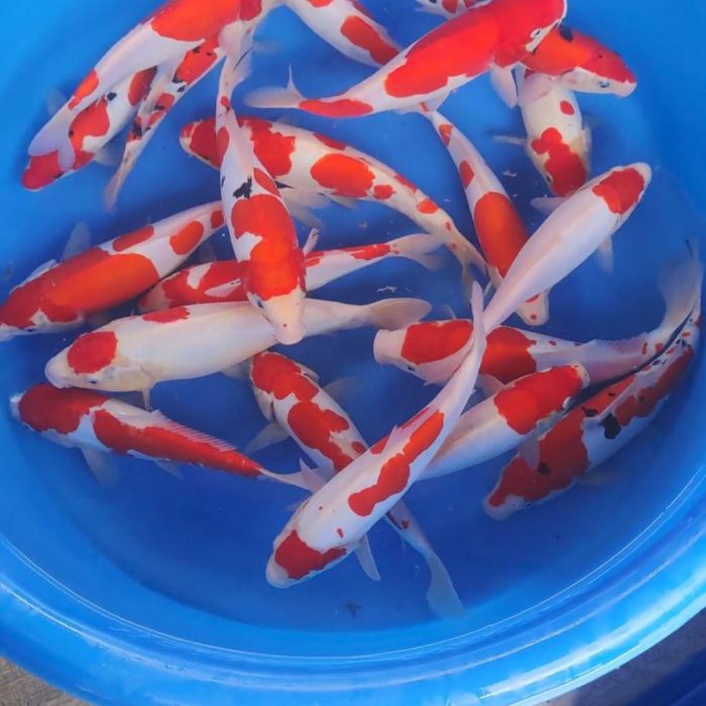 jual ikan koi kohaku sz 10-15cm