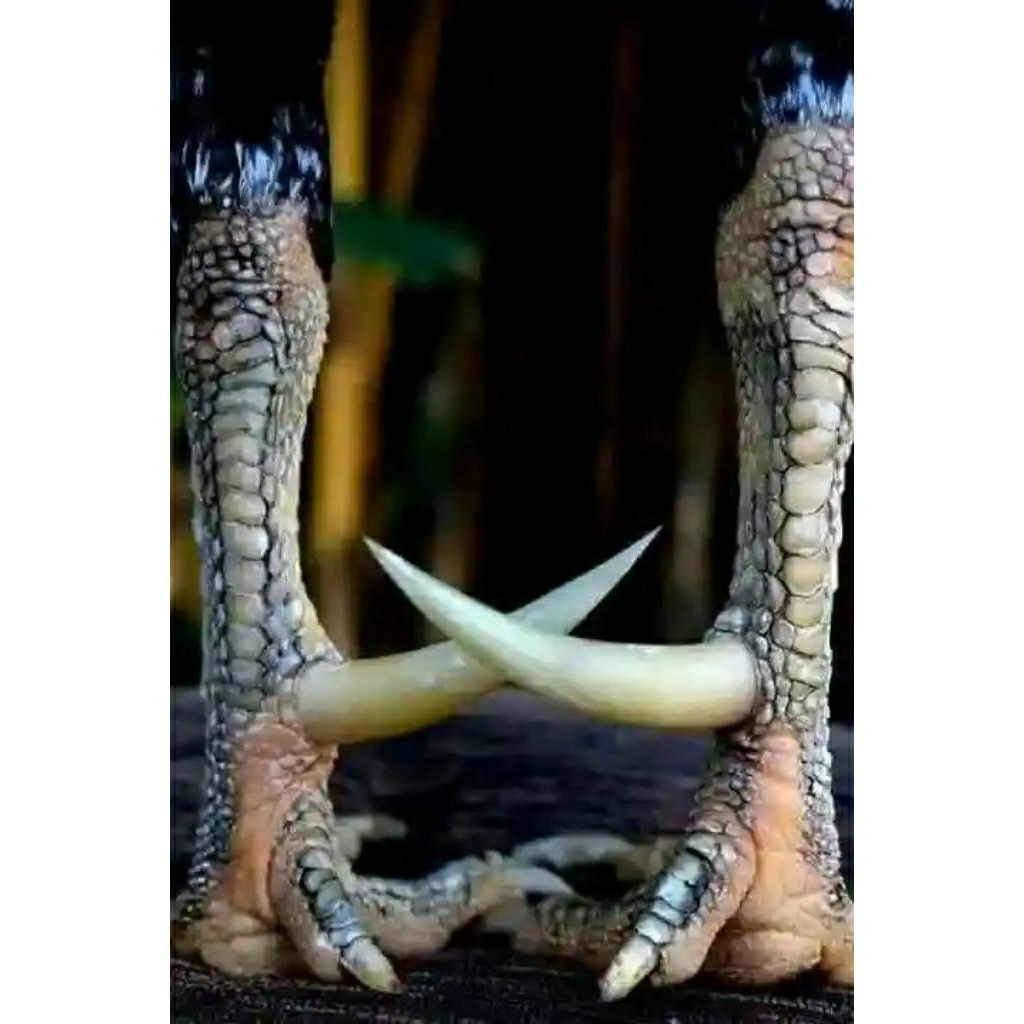 jalu sambung ayam
