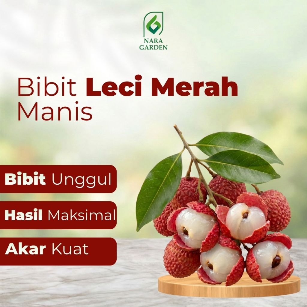 Nara Garden - Bibit Leci Merah Tanpa Biji / Leci Com Tanpa Biji