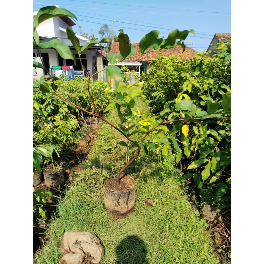 Indukan Bibit Jambu Air Citra_Hasil Cangkok Sudah Berbuah