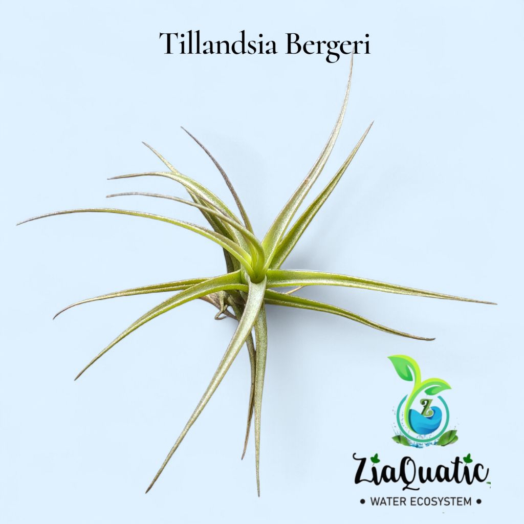 Tillandsia Bergeri - Tanaman Terrarium Paludarium Airplant