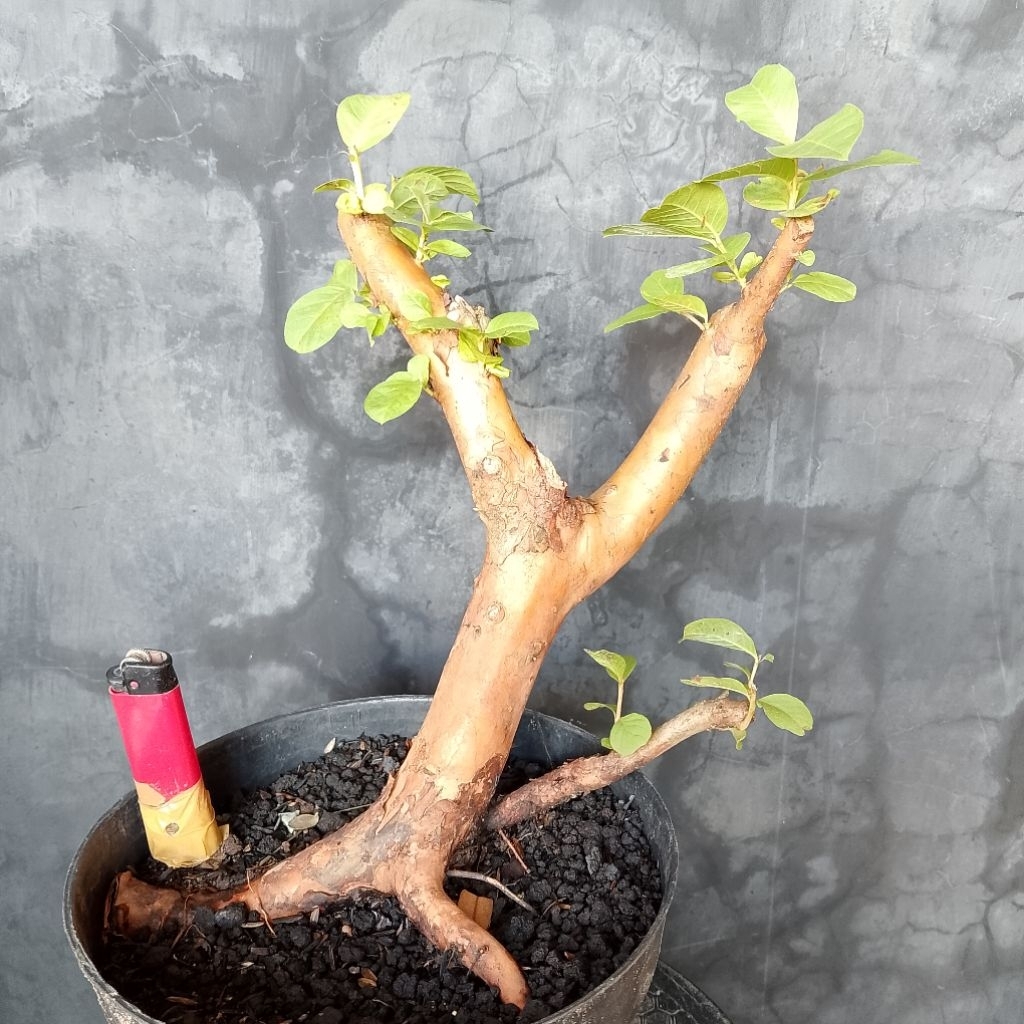Bahan bonsai jambu biji sesuai foto J1