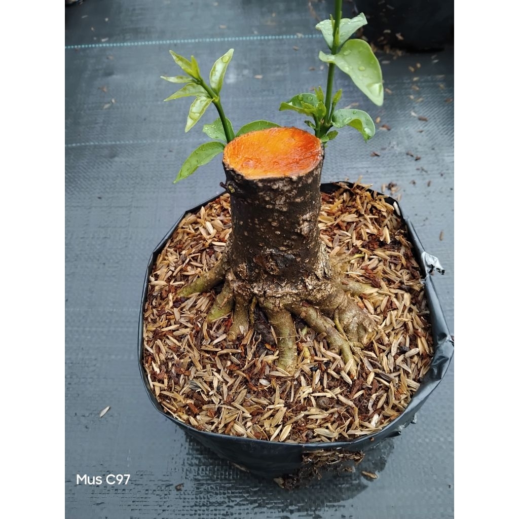 bahan bonsai prokar anput