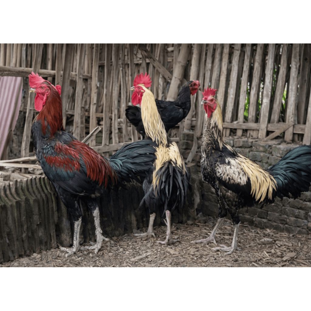 paket sangat hemat 5 telur ayam pelung jenis petarung dan induknya sangat sepesial pernah juara