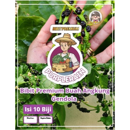 Bibit Premium Buah Angkung Gendola | Biji Benih Buah Angkung Gendola | Angkung Herbal Malabar