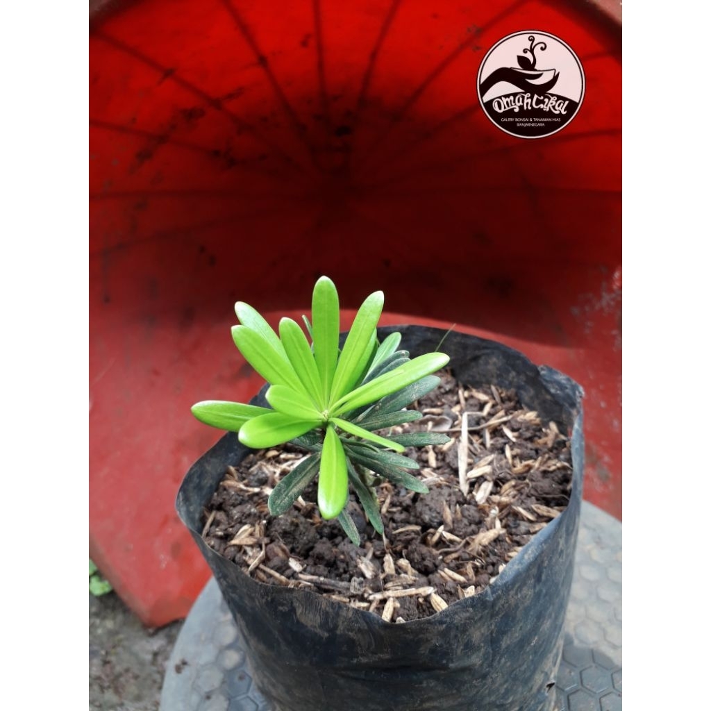 lohansung cincuan original/bibit lohansung cincuan/bibit bonsai lohansung cincuan