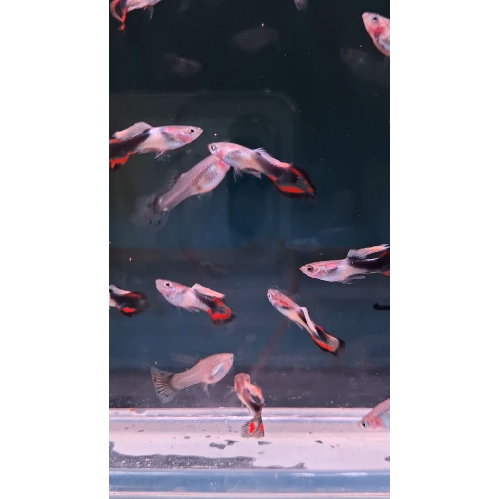 guppy endler sadleback rare