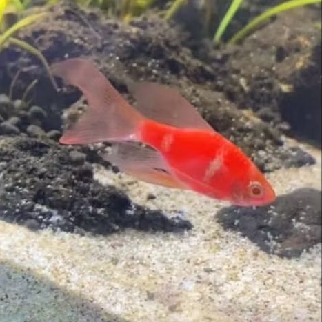 ikan sumatra slayer warna mix