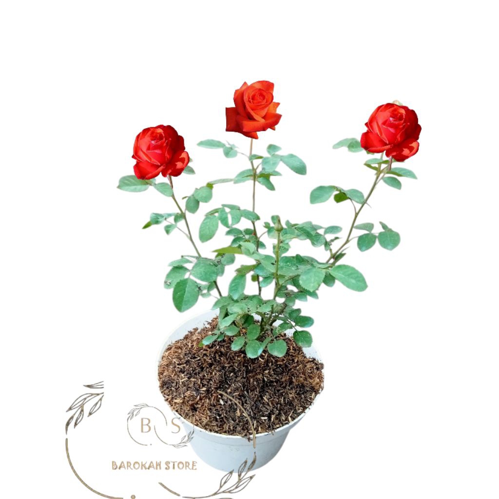 Mawar import orange naranga dewasa wangi - Mawar import kelopak bunga besar adaptif