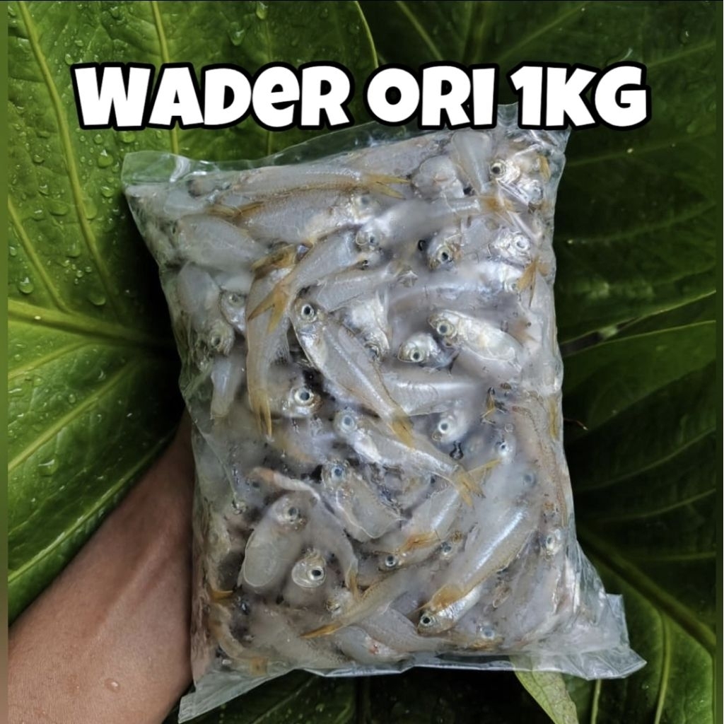 IKAN WADER 1KG//FROZEN FOOD INSTAN AREA SEMARANG KOTA