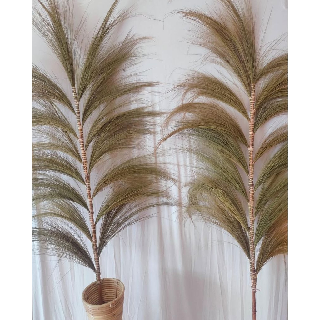 Rayung Natural Dekorasi Bunga Kering Rayung Murah Dekorasi Home Decoration