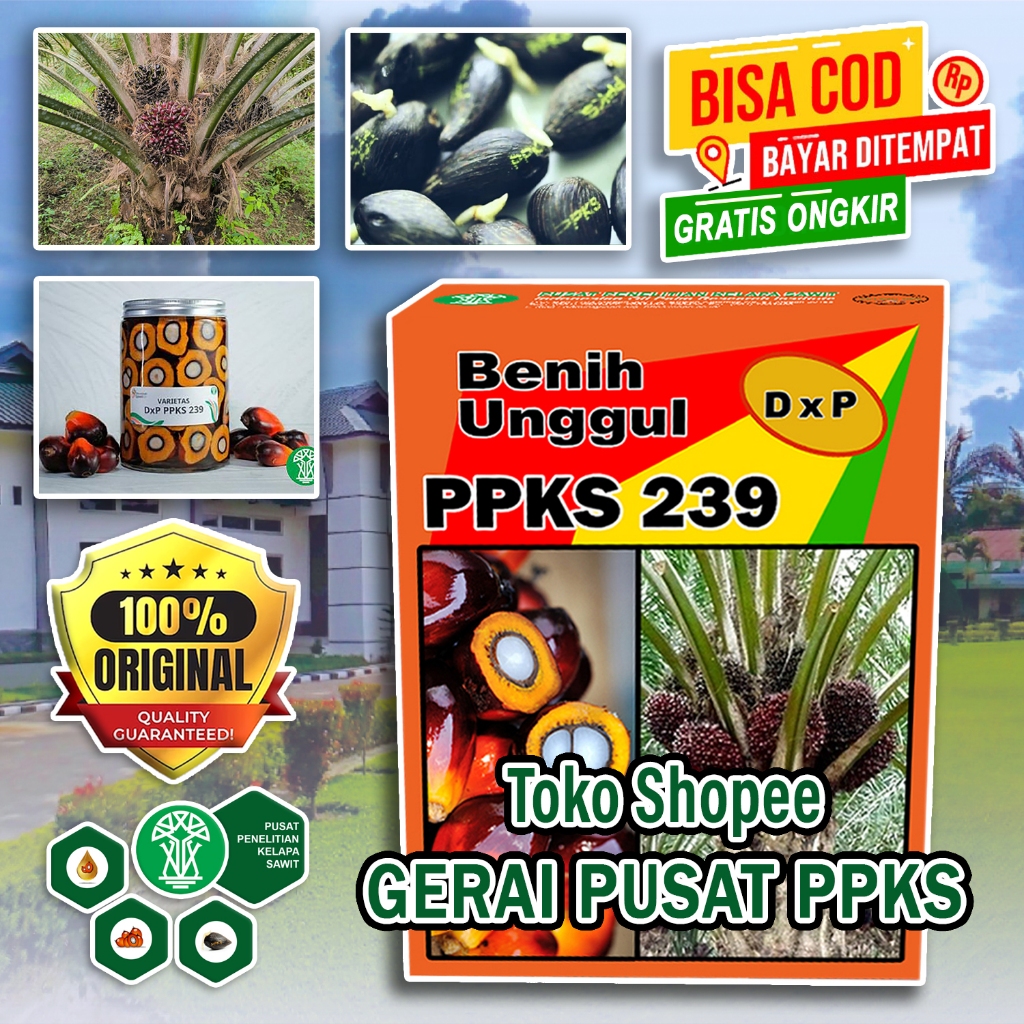 BENIH PPKS DXP 239 SUPER UNGGUL BESERTA SERTIFIKAT
