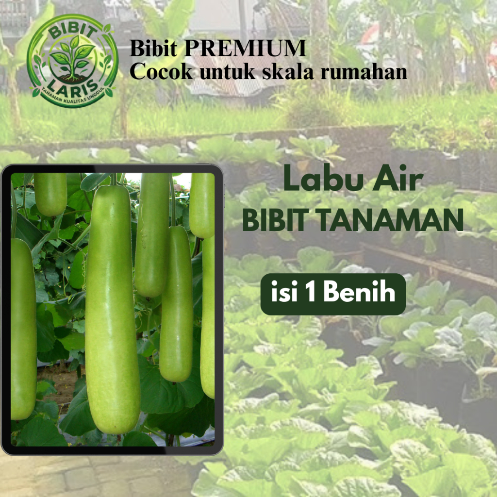 BIBIT LARIS - Benih Bibit sayuran Labu Air PREMIUM