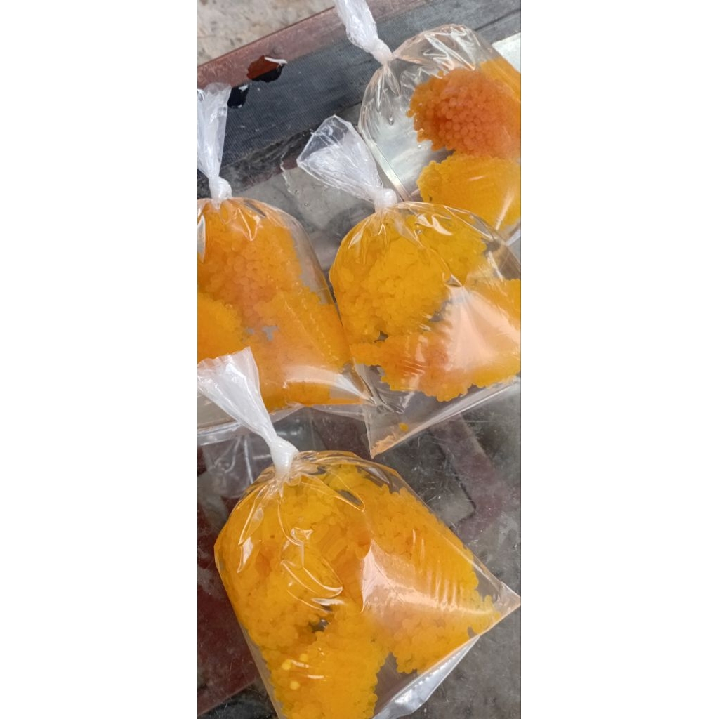 Telur Sapu Sapu jelli umpan mancing