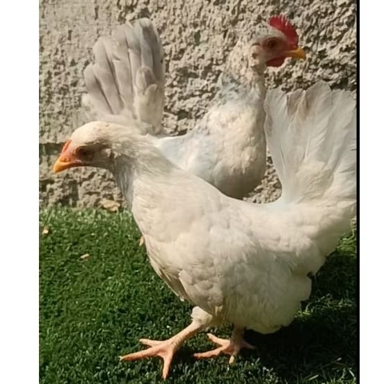 ayam kate sepasang muda