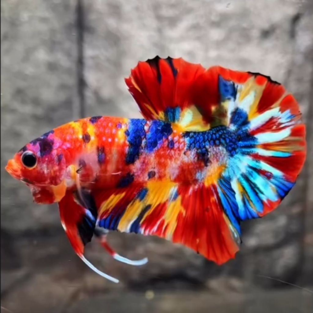 HIASAN AQUARIUM CUPANG PLAKAT MULTICOLOR