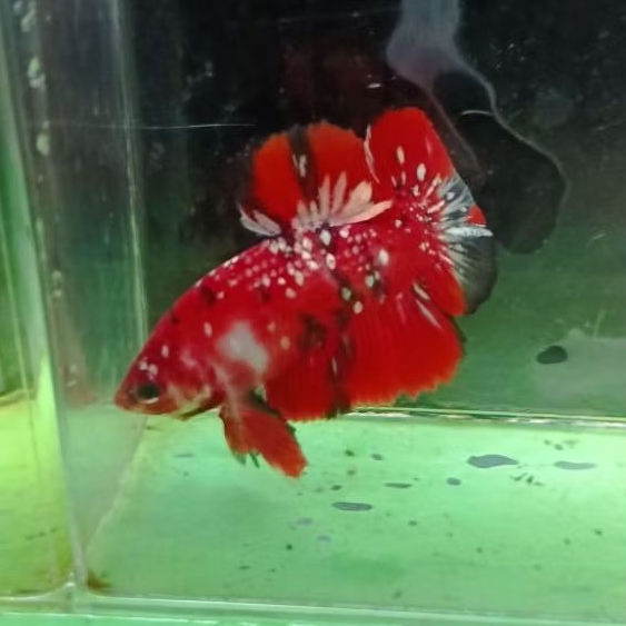 RKC / Red koi cooper