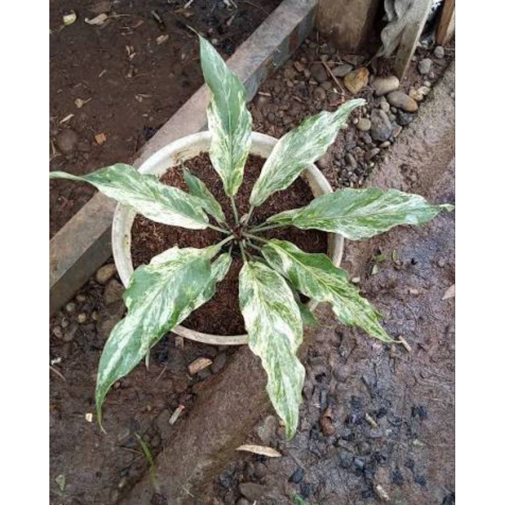 JEMANI ANTHURIUM GELOMBANG CINTA VARIGATA