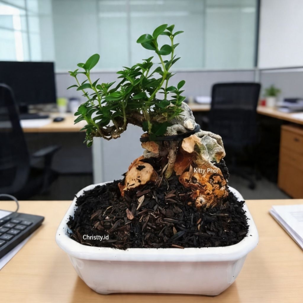 Tanaman Bonsai Mini + Batu Karang (ONTHEROCK)