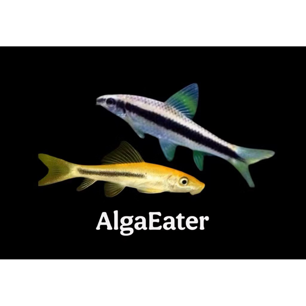 Ikan pembersih aquarium Alga eater