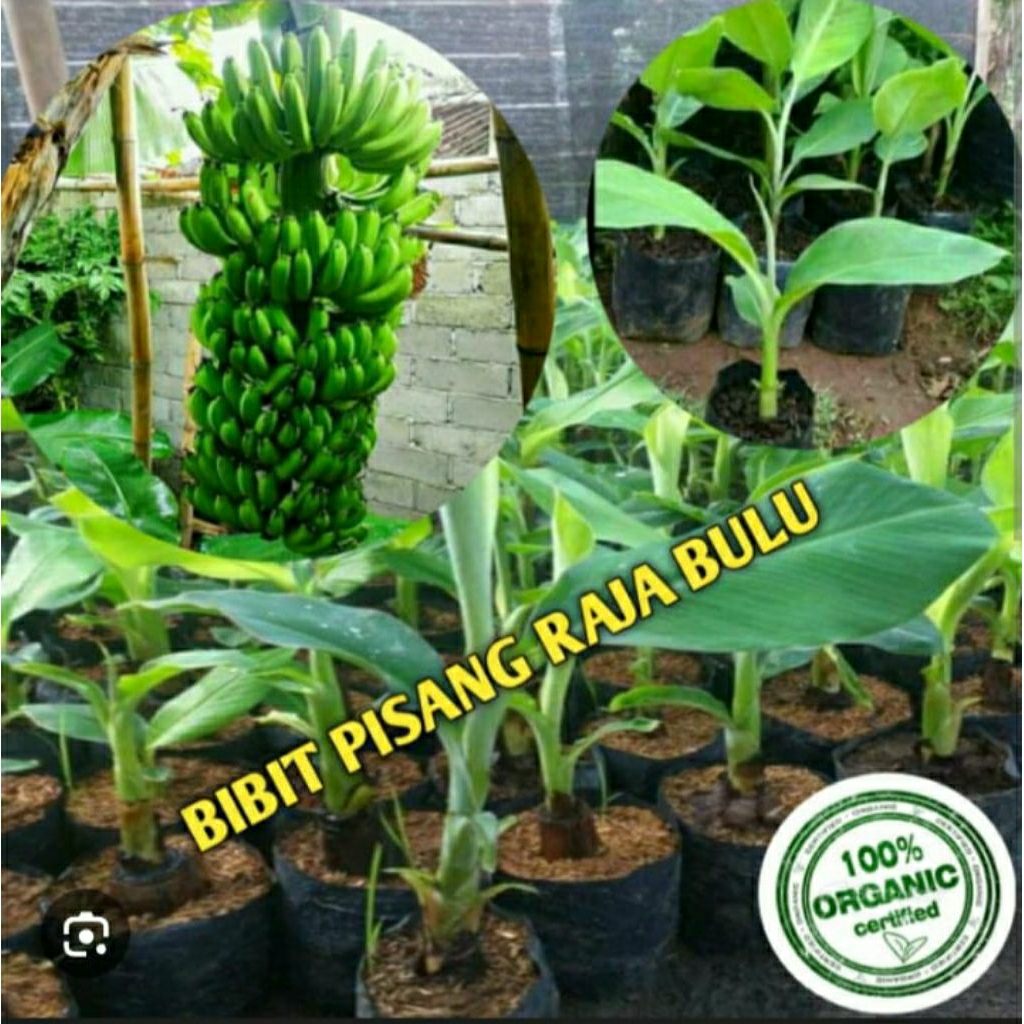bibit pisang raja bulu