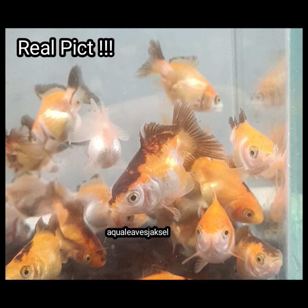 ikan koki oranda tricolor murah meriah