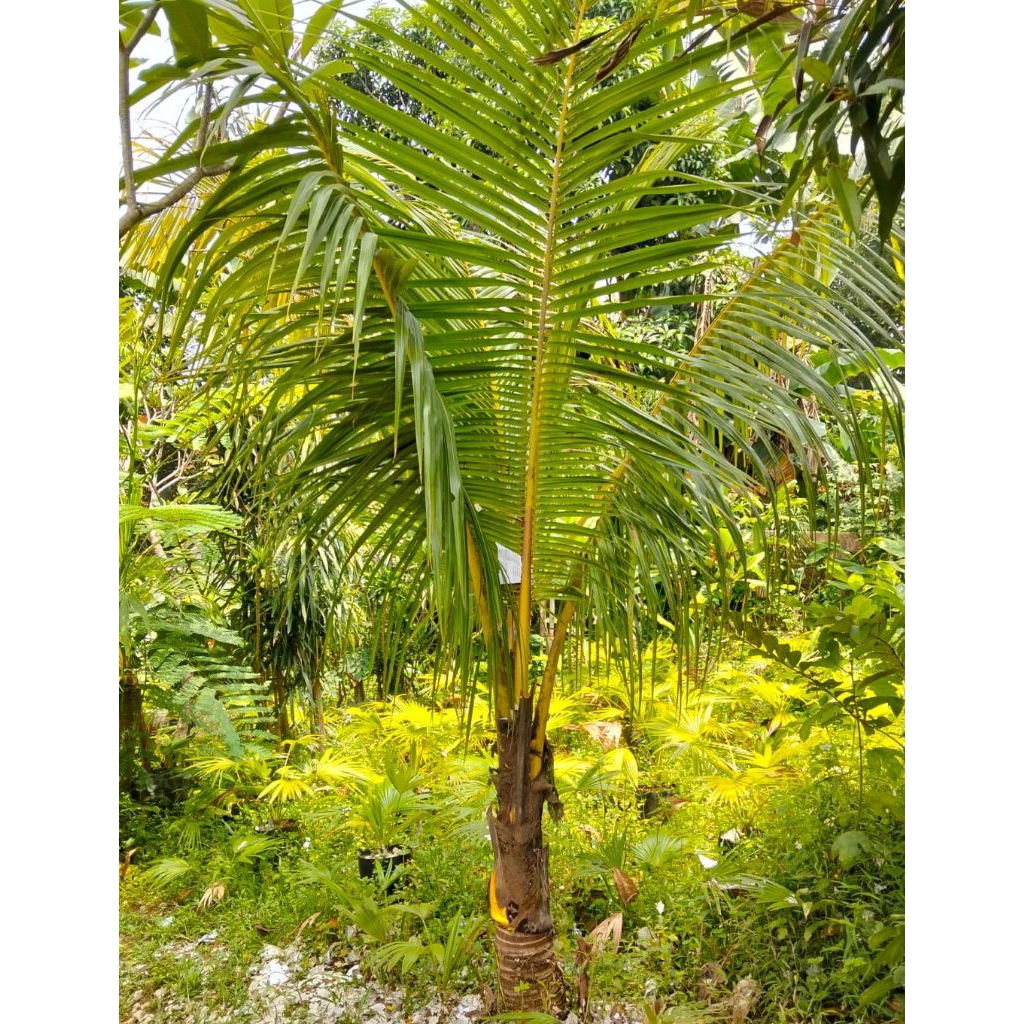 pohon kelapa kuning