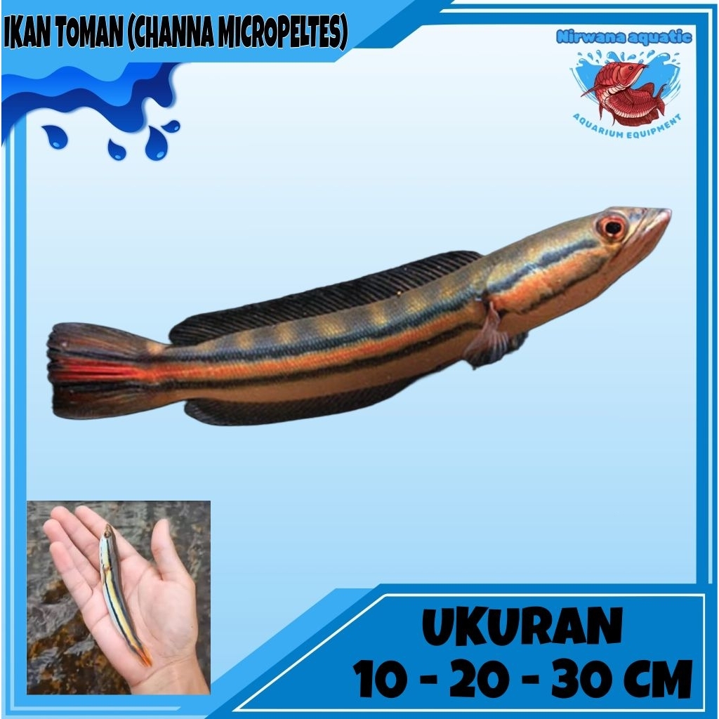 (INSTAN) IKAN TOMAN - UKURAN ±10-15-25 CM